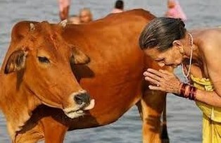 Indian woman worships cow smaller use