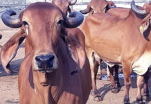 Hindus urged to rape, kill Christians on March 1 because they eat beef?