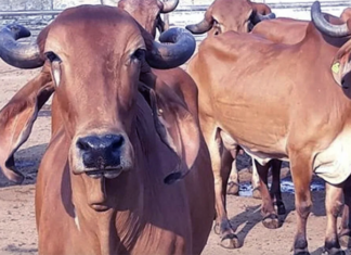 Hindus urged to rape, kill Christians on March 1 because they eat beef?