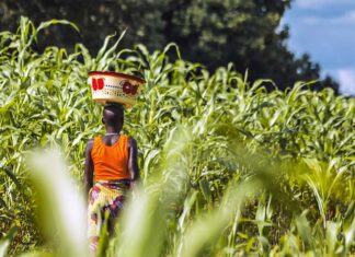 Islamic terrorists kill 23 Christian farmers, abduct 18